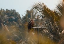 POUČNA PRIČA Lijeni sokol