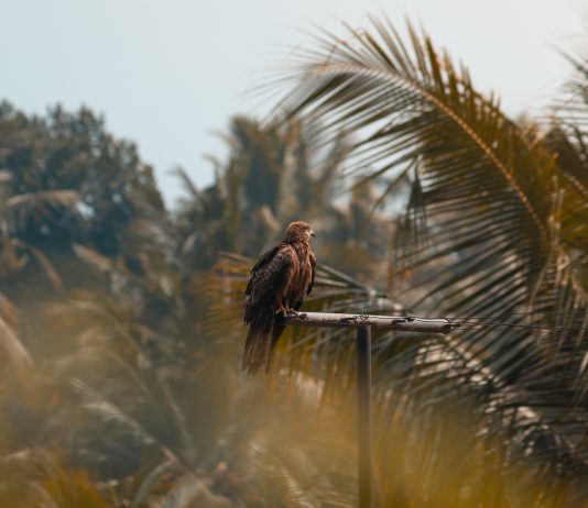 POUČNA PRIČA Lijeni sokol