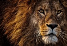 Lavovi koji nas progone