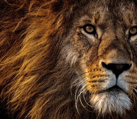 Lavovi koji nas progone