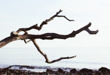 Čudesna priča o komadu drveta koji je jednom mladiću spasio život