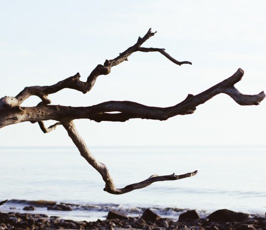Čudesna priča o komadu drveta koji je jednom mladiću spasio život