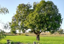 Kako je osamljeni redovnik ljudima otkrio smisao šutnje