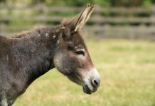 Zašto se čovjek ponaša poput Buridanova magarca koji je zbog neodlučnosti uginuo od gladi?