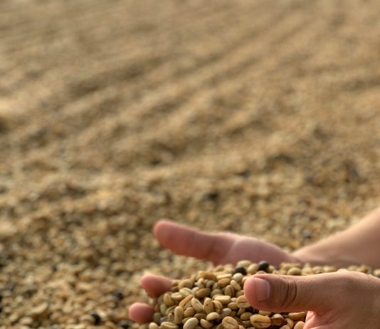 Priča o zrnu koje nije htjelo umrijeti