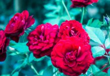 Ruža iz ružičnjaka staroga mudraca