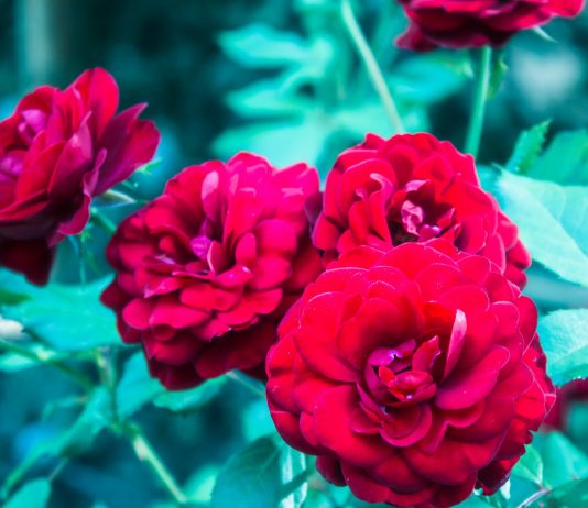 Ruža iz ružičnjaka staroga mudraca