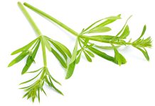 PRILJEPAČA Biljka koja se „lijepi“ i liječi