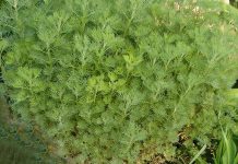 BOŽJE DRVCE Prirodni saveznik protiv upala i probavnih tegoba