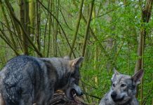 Vuk je upitao psa…