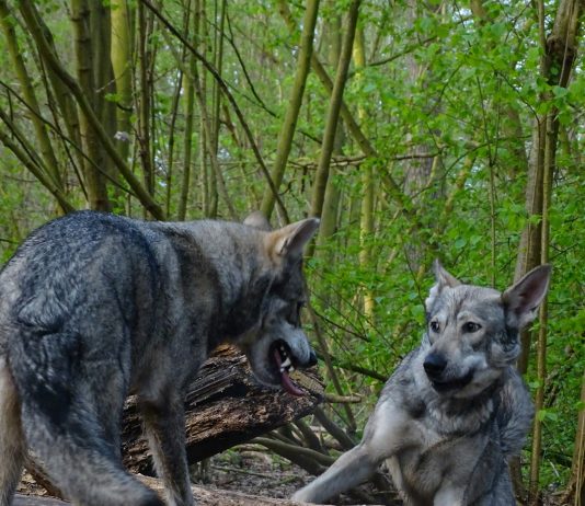 Vuk je upitao psa…