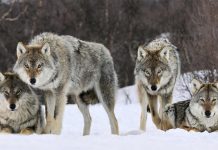 Ovisnost o pornografiji objašnjena je kroz ovaj prikaz