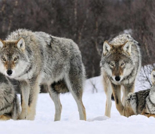 Ovisnost o pornografiji objašnjena je kroz ovaj prikaz