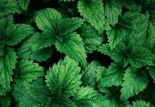 KOPRIVA: Sve što niste znali