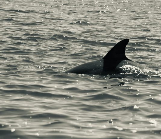 Dječak preživio napad morskog psa: „Isus je bio sa mnom na brodu“