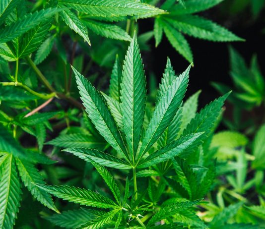 SVEĆENIK ODGOVARA Smijem li koristiti marihuanu u medicinske svrhe?