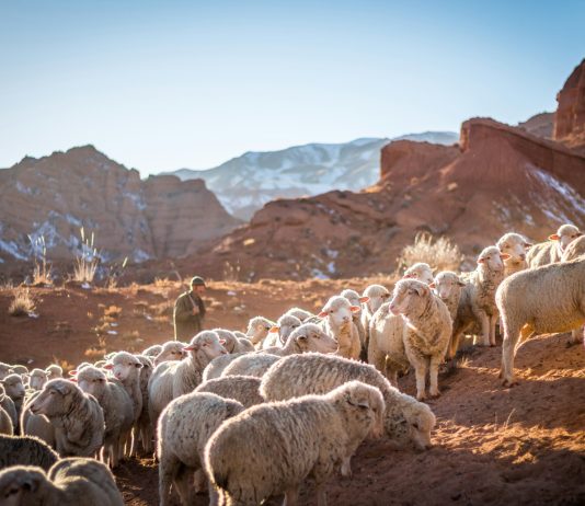 Dobri Pastir je i dalje s nama